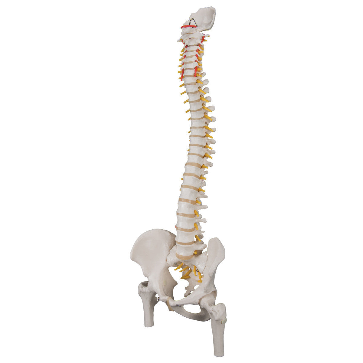 Flexible spine with femur heads
