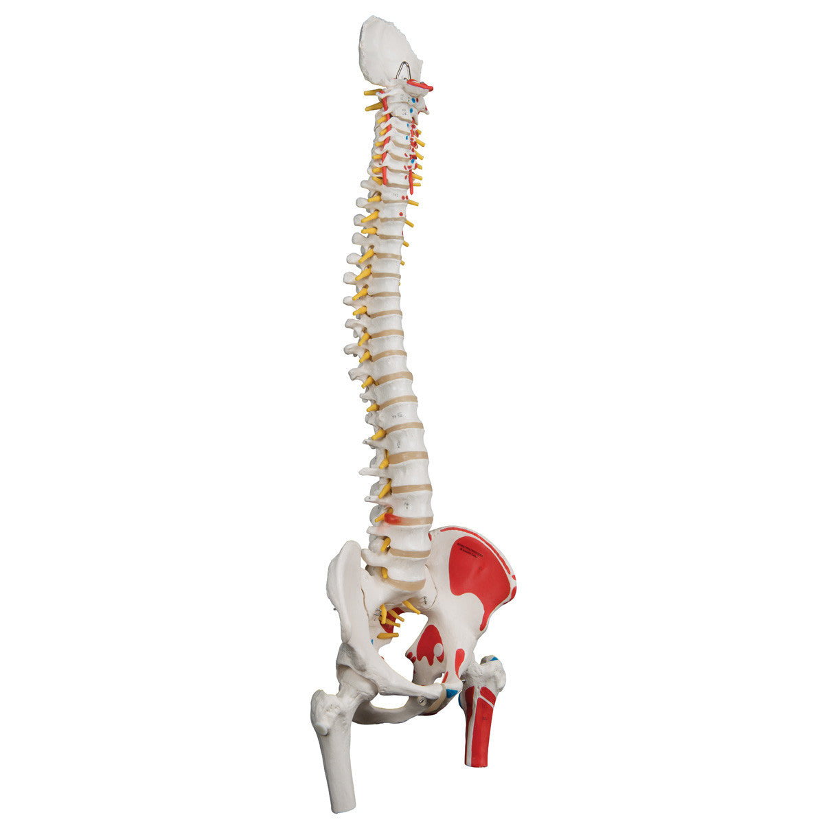 a58-3_02_1200_1200_classic-human-flexible-spine-model-with-femur-heads-painted-muscles-3b-smart-anatomy__60451.1589753010.1280.1280.jpg