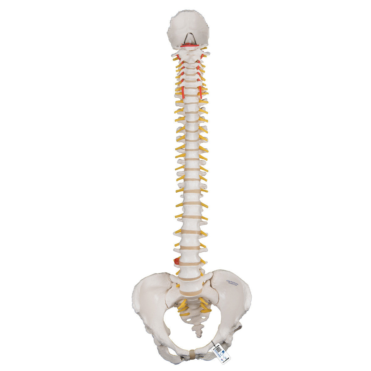 a58-4_01_1200_1200_classic-flexible-human-spine-model-with-female-pelvis-3b-smart-anatomy__09860.1589753024.1280.1280.jpg
