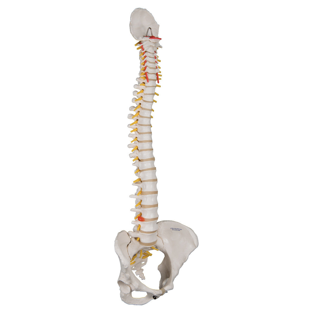 a58-4_02_1200_1200_classic-flexible-human-spine-model-with-female-pelvis-3b-smart-anatomy__35395.1589753024.1280.1280.jpg