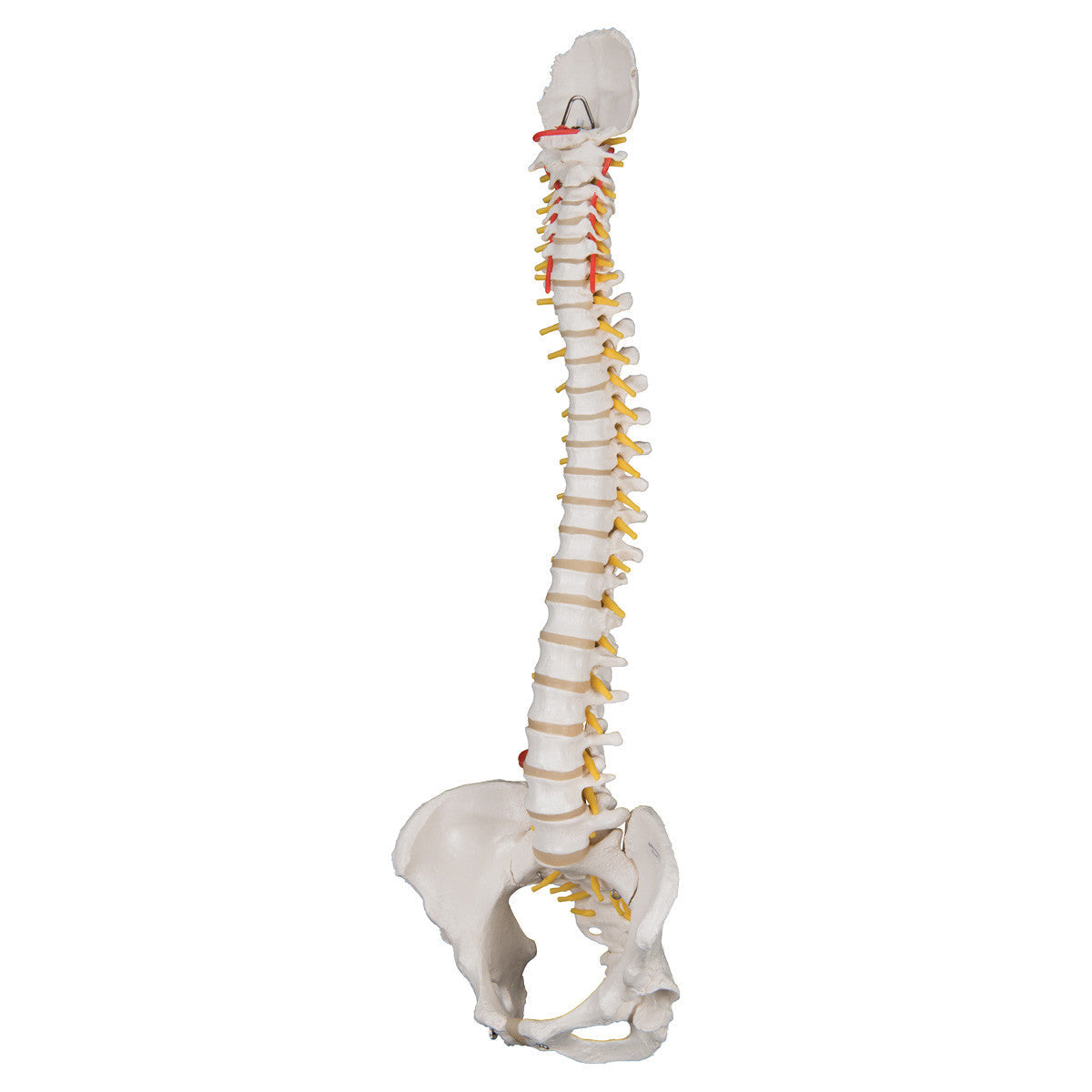 a58-4_03_1200_1200_classic-flexible-human-spine-model-with-female-pelvis-3b-smart-anatomy__32986.1589753025.1280.1280.jpg