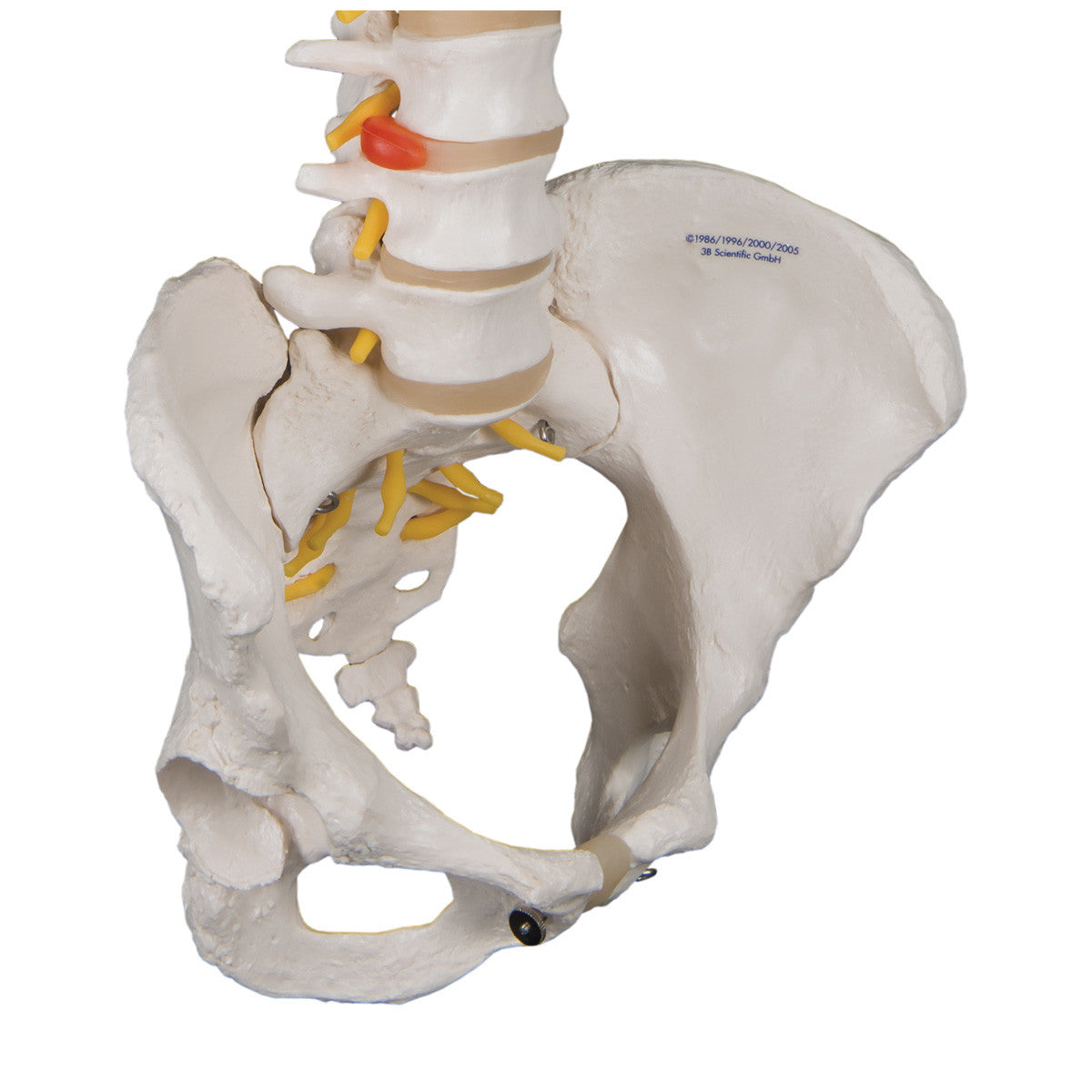 a58-4_05_1200_1200_classic-flexible-human-spine-model-with-female-pelvis-3b-smart-anatomy__72806.1589753025.1280.1280.jpg