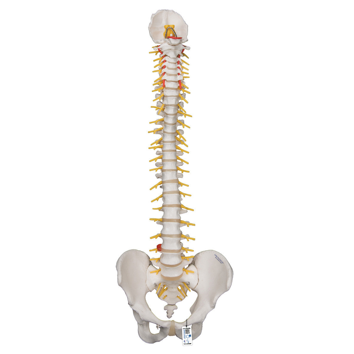 a58-5_01_1200_1200_deluxe-flexible-human-spine-model-3b-smart-anatomy__32885.1589753189.1280.1280.jpg