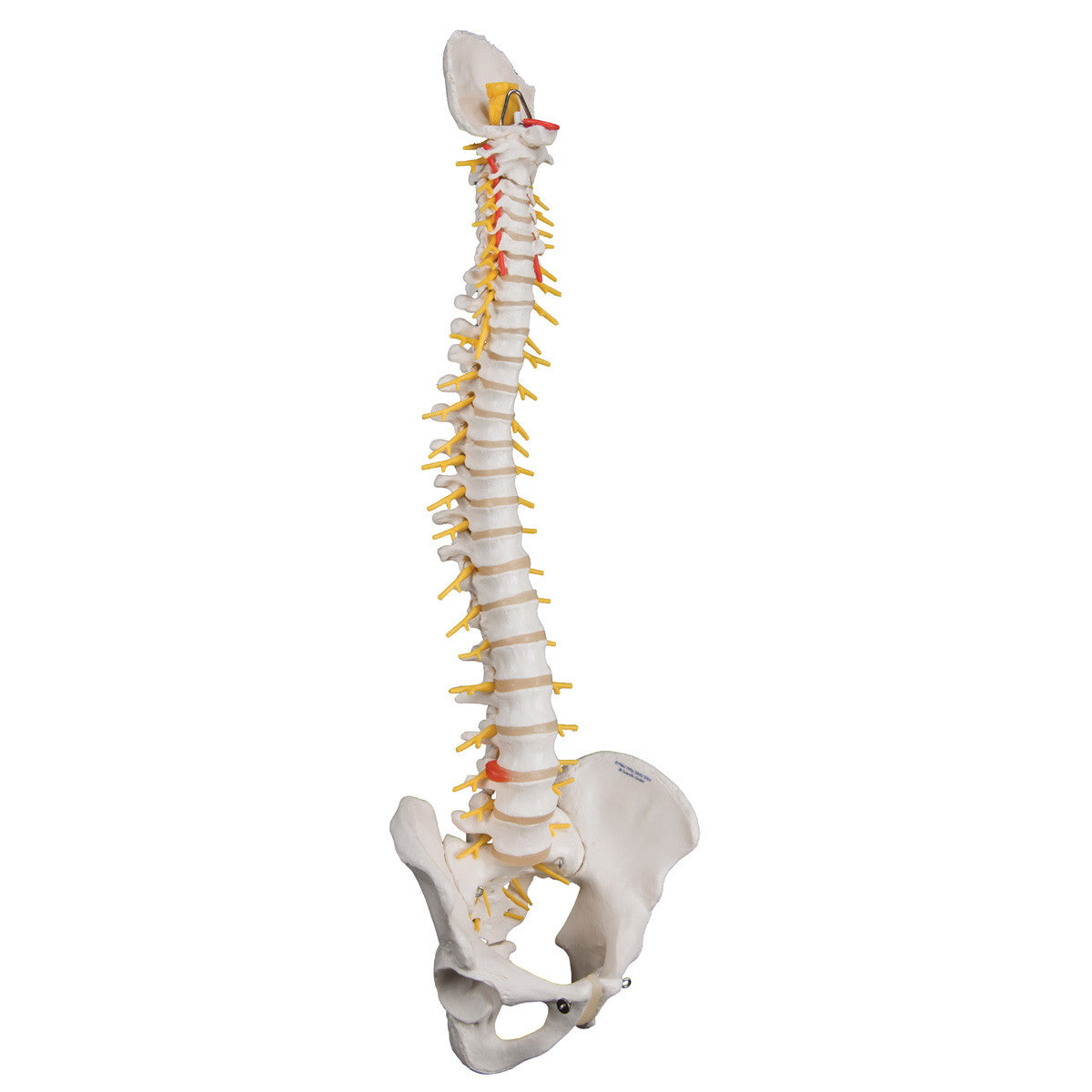 a58-5_02_1200_1200_deluxe-flexible-human-spine-model-3b-smart-anatomy__44872.1589753190.1280.1280.jpg
