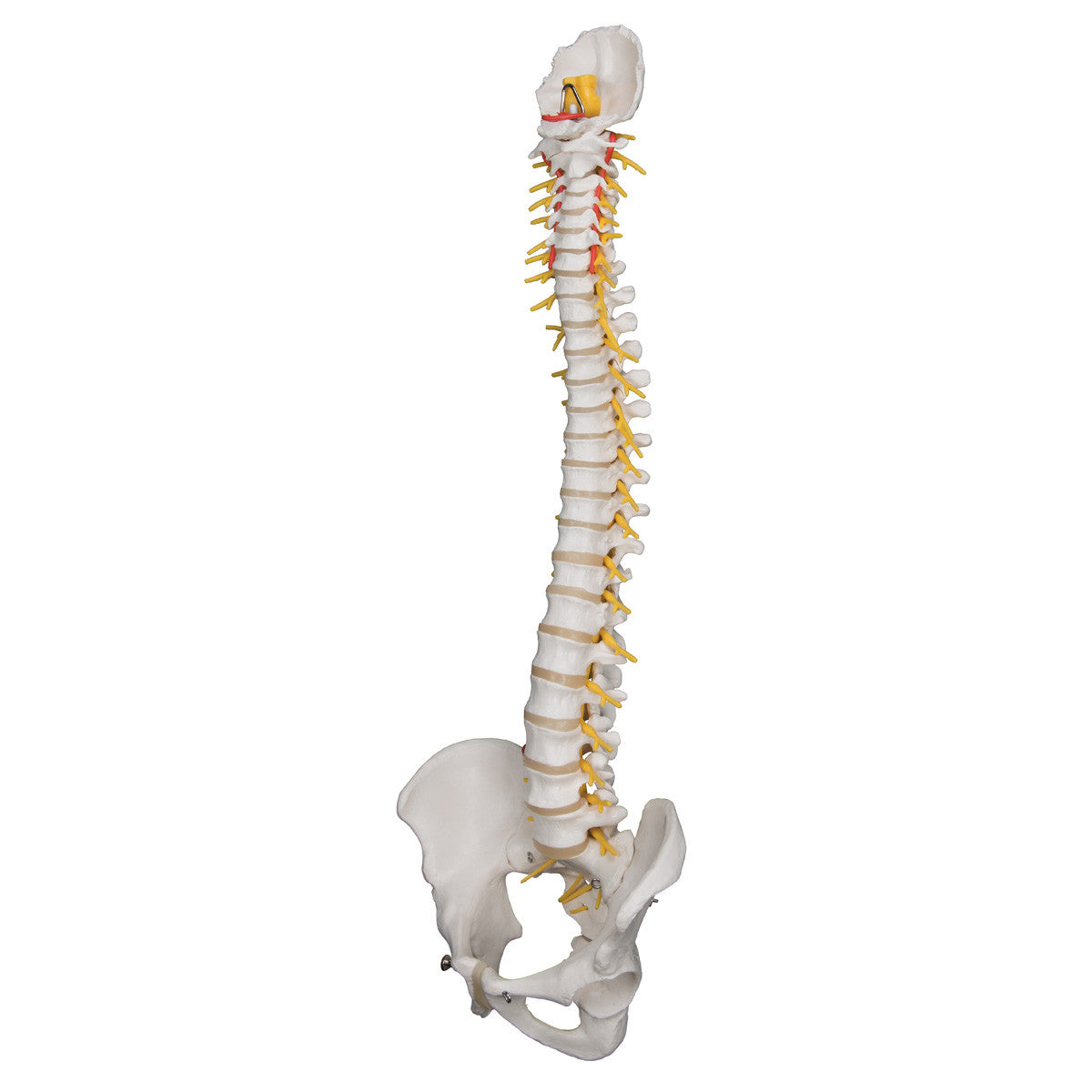 a58-5_03_1200_1200_deluxe-flexible-human-spine-model-3b-smart-anatomy__50570.1589753190.1280.1280.jpg