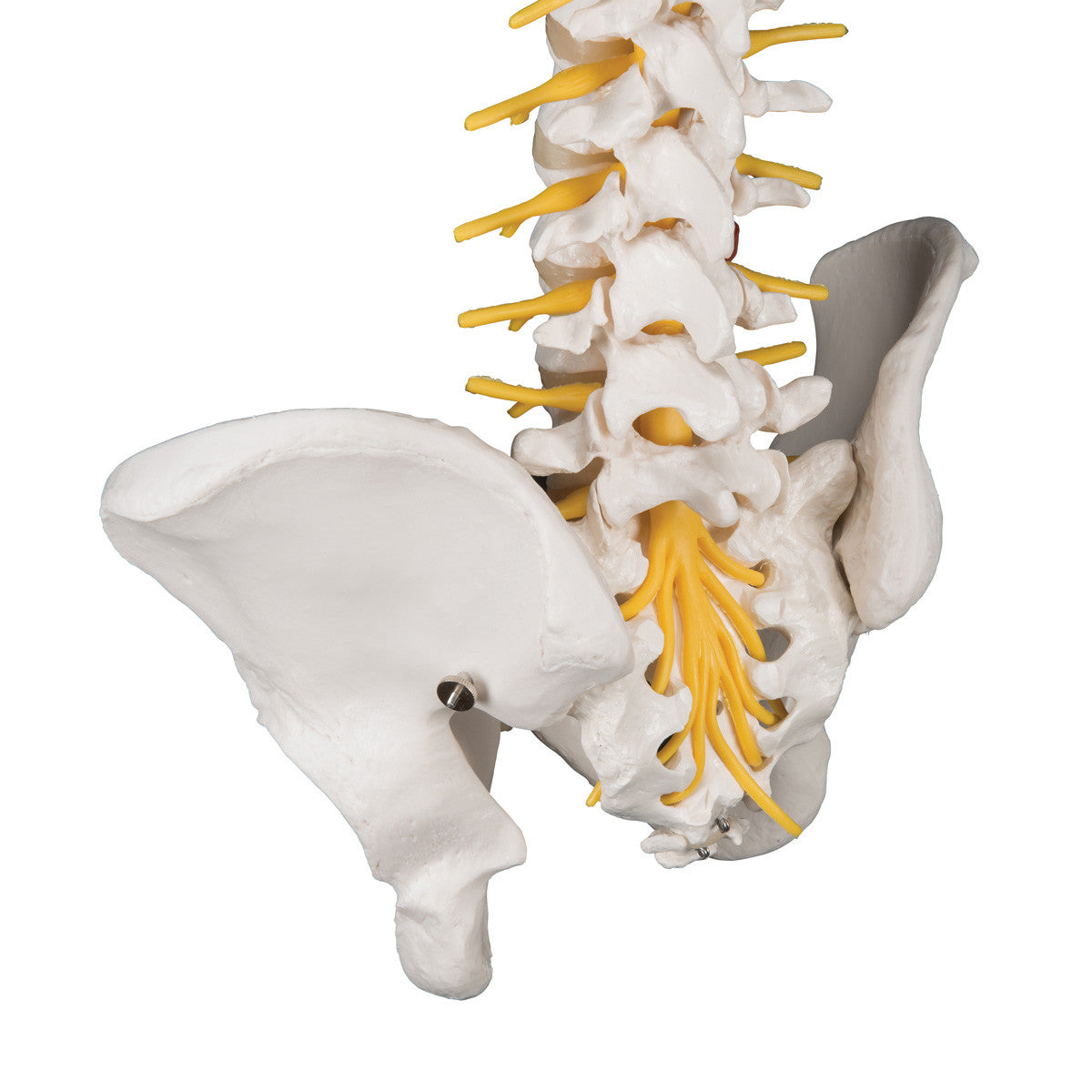 a58-5_04_1200_1200_deluxe-flexible-human-spine-model-3b-smart-anatomy__74929.1589753191.1280.1280.jpg