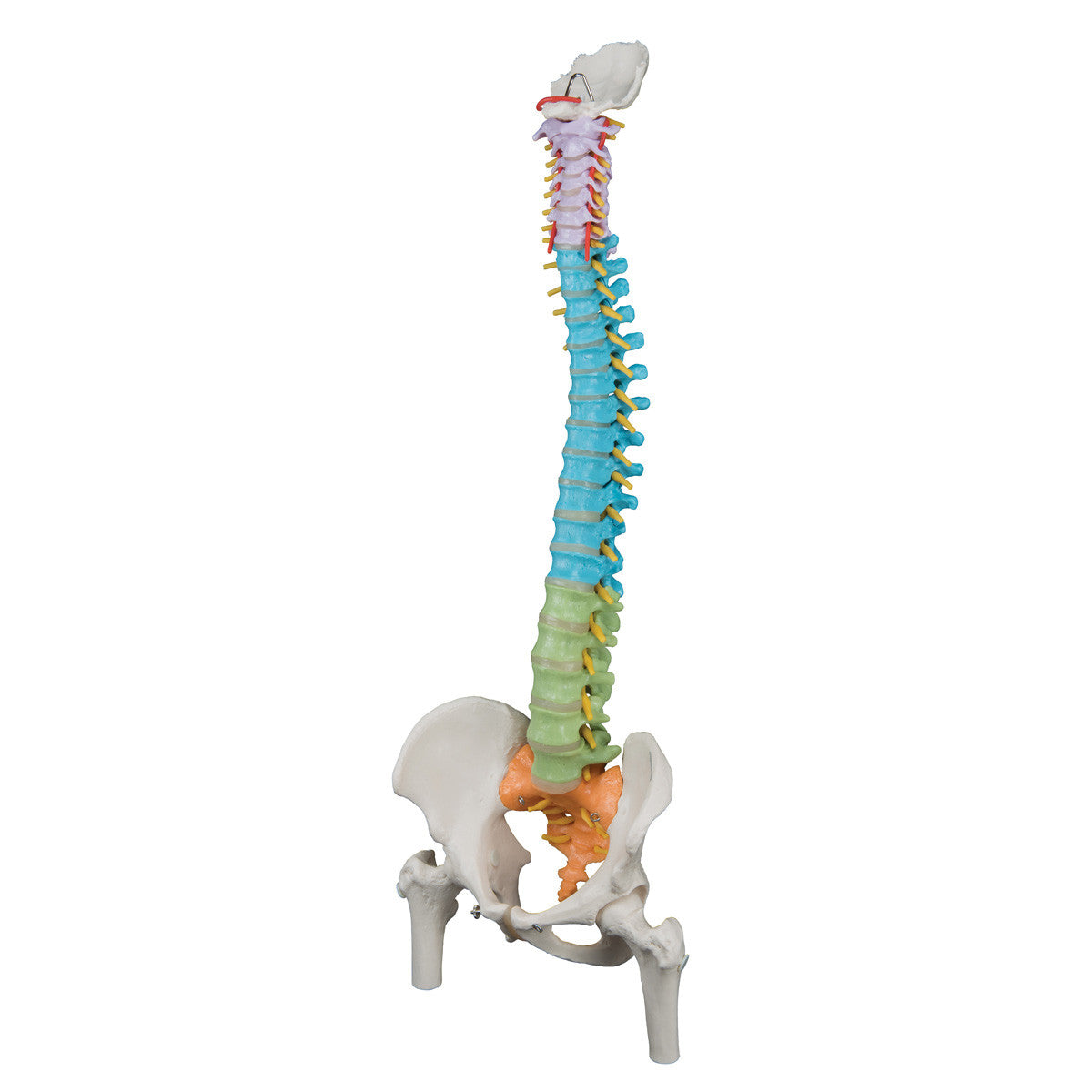 Didactic Flexible Spine with Femur Heads