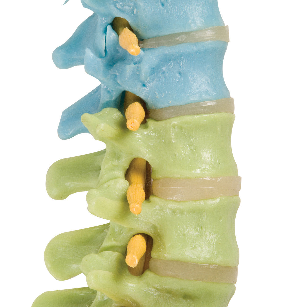 Didactic Flexible Spine with Femur Heads - lateral view of vertebrae