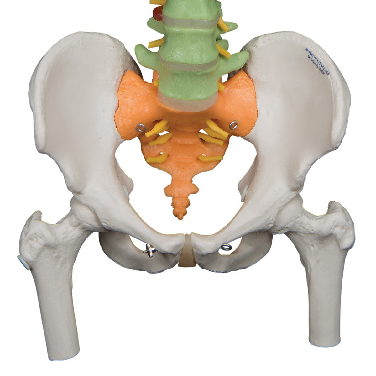 Didactic Flexible Spine with Femur Heads - pelvis