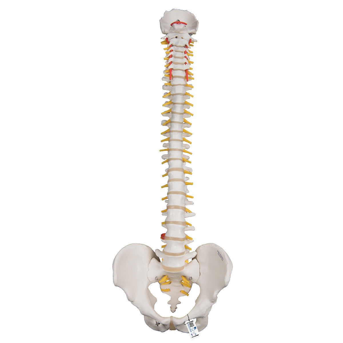 a59-1_01_1200_1200_highly-flexible-human-spine-model-mounted-on-a-flexible-core-3b-smart-anatomy__83840.1589752959.1280.1280.jpg