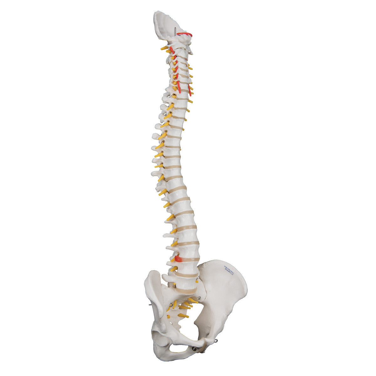 a59-1_02_1200_1200_highly-flexible-human-spine-model-mounted-on-a-flexible-core-3b-smart-anatomy__73257.1589752959.1280.1280.jpg
