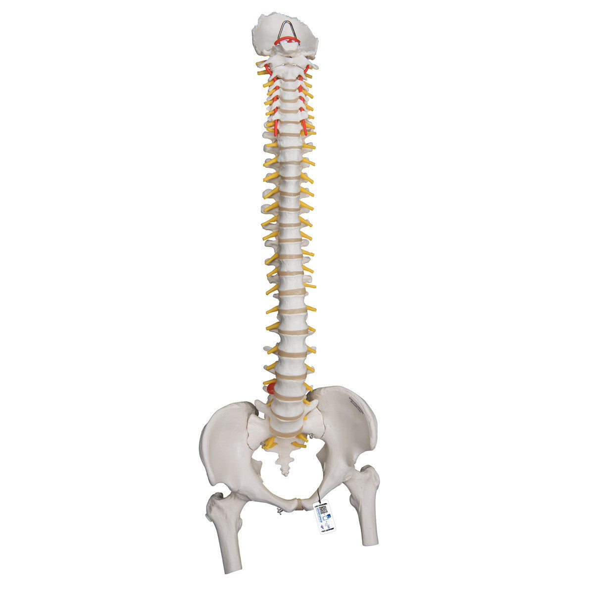 a59-2_01_1200_1200_highly-flexible-human-spine-model-mounted-on-a-flexible-core-with-femur-heads-3b-smart-anatomy__85342.1589753021.1280.1280.jpg