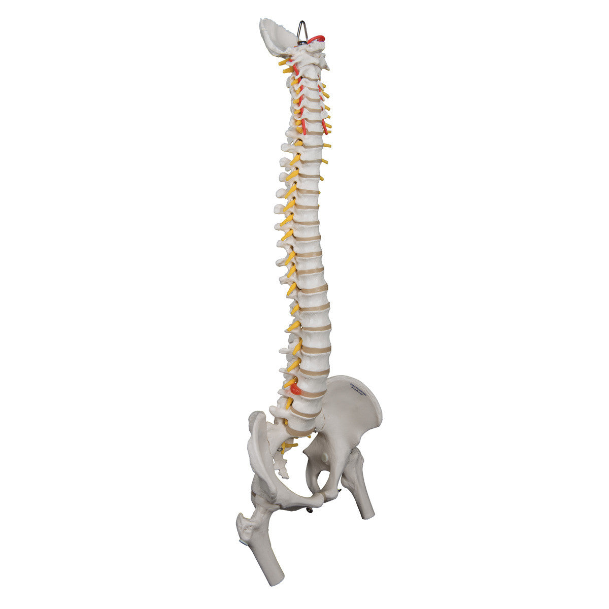 a59-2_02_1200_1200_highly-flexible-human-spine-model-mounted-on-a-flexible-core-with-femur-heads-3b-smart-anatomy__41346.1589753021.1280.1280.jpg