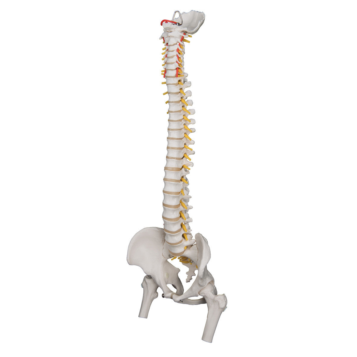 a59-2_03_1200_1200_highly-flexible-human-spine-model-mounted-on-a-flexible-core-with-femur-heads-3b-smart-anatomy__86643.1589753022.1280.1280.jpg