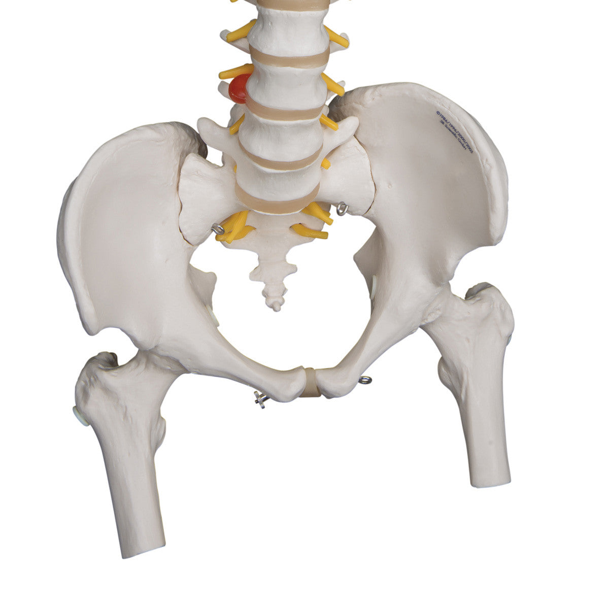 a59-2_05_1200_1200_highly-flexible-human-spine-model-mounted-on-a-flexible-core-with-femur-heads-3b-smart-anatomy__98887.1589753022.1280.1280.jpg