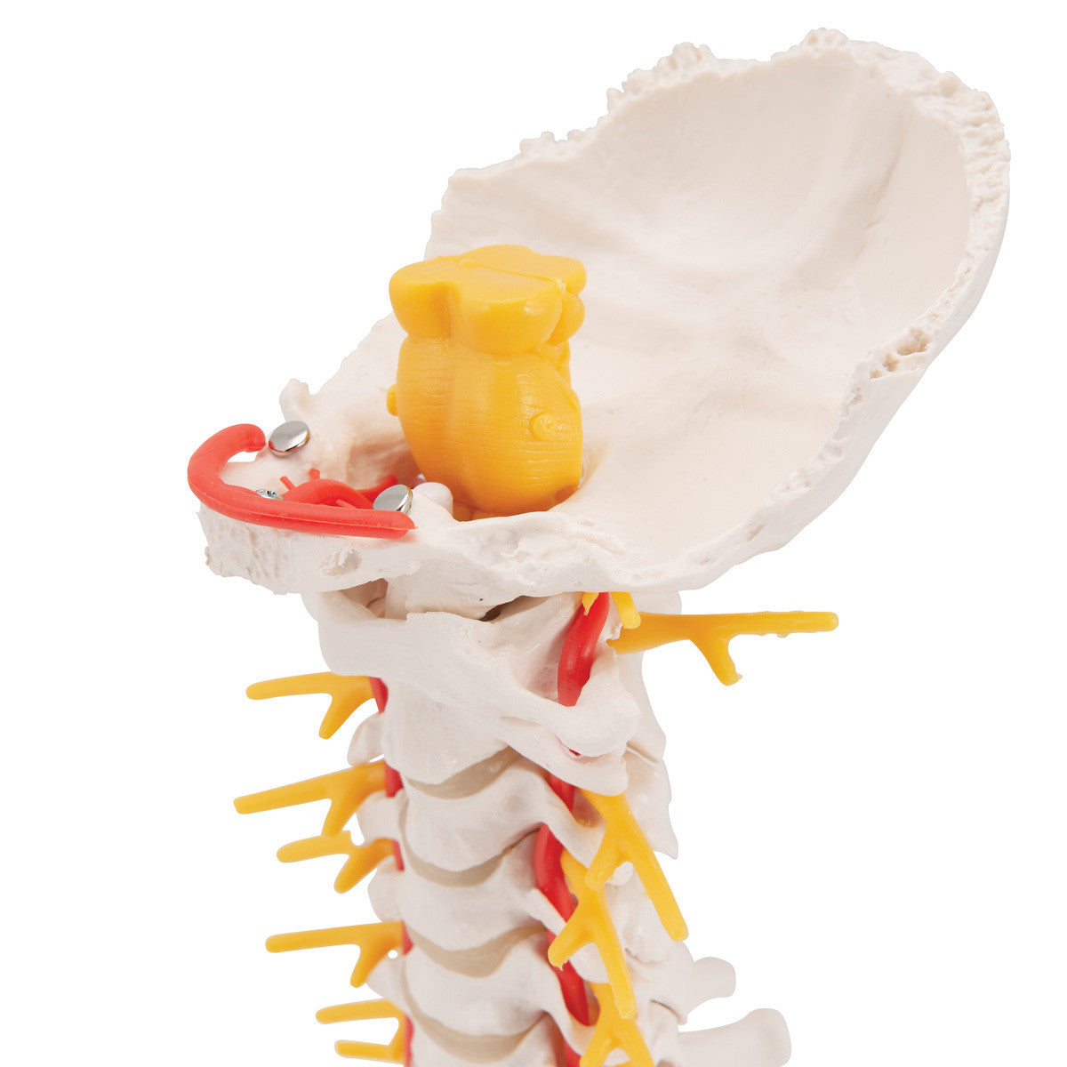 a72_06_1200_1200_cervical-human-spinal-column-model-3b-smart-anatomy__79358.1646261915.1280.1280.jpg