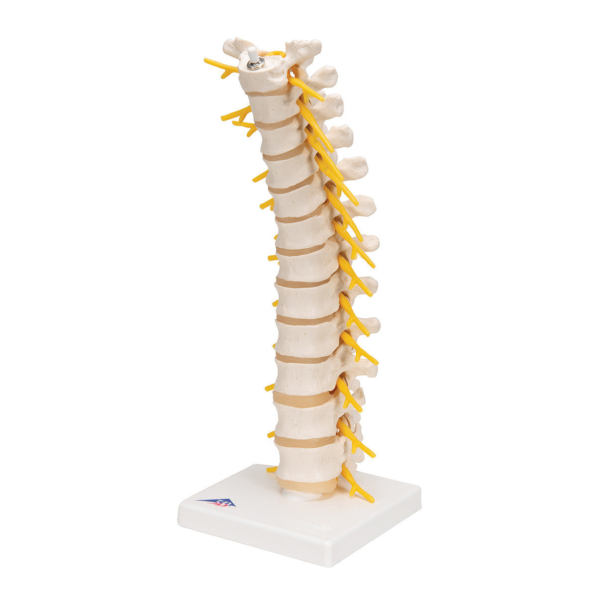 a73_06_1200_1200_thoracic-human-spinal-column-model-3b-smart-anatomy__31181.1589753040.1280.1280.jpg