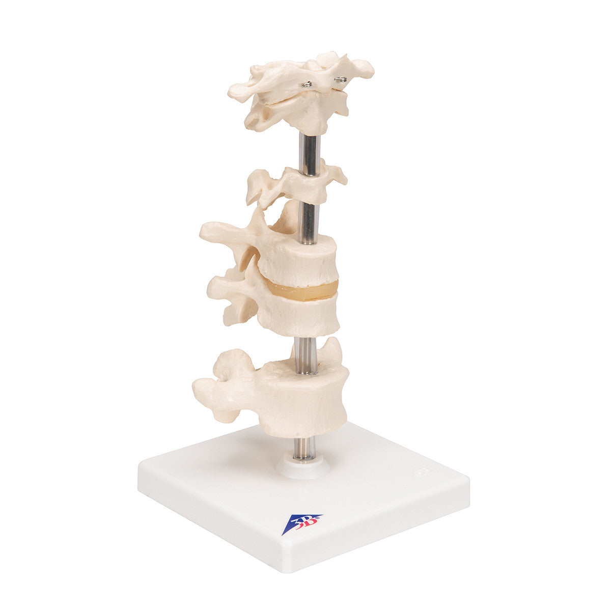 a75_02_1200_1200_model-of-6-human-vertebrae-mounted-on-stand-atlas-axis-cervical-2x-thoracic-lumbar-3b-smart-anatomy__29676.1589752920.1280.1280.jpg