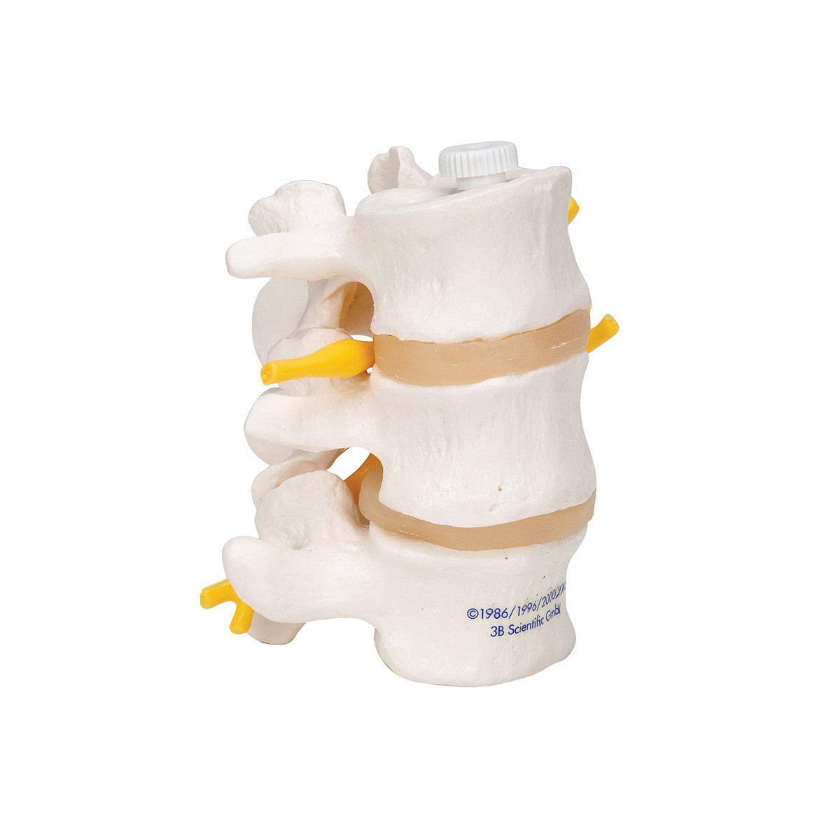 3B Anatomical Model - 3 Human Lumbar Vertebrae, Flexibly Mounted 3B Anatomical Model - 3 Human Lumbar Vertebrae, Flexibly Mounted