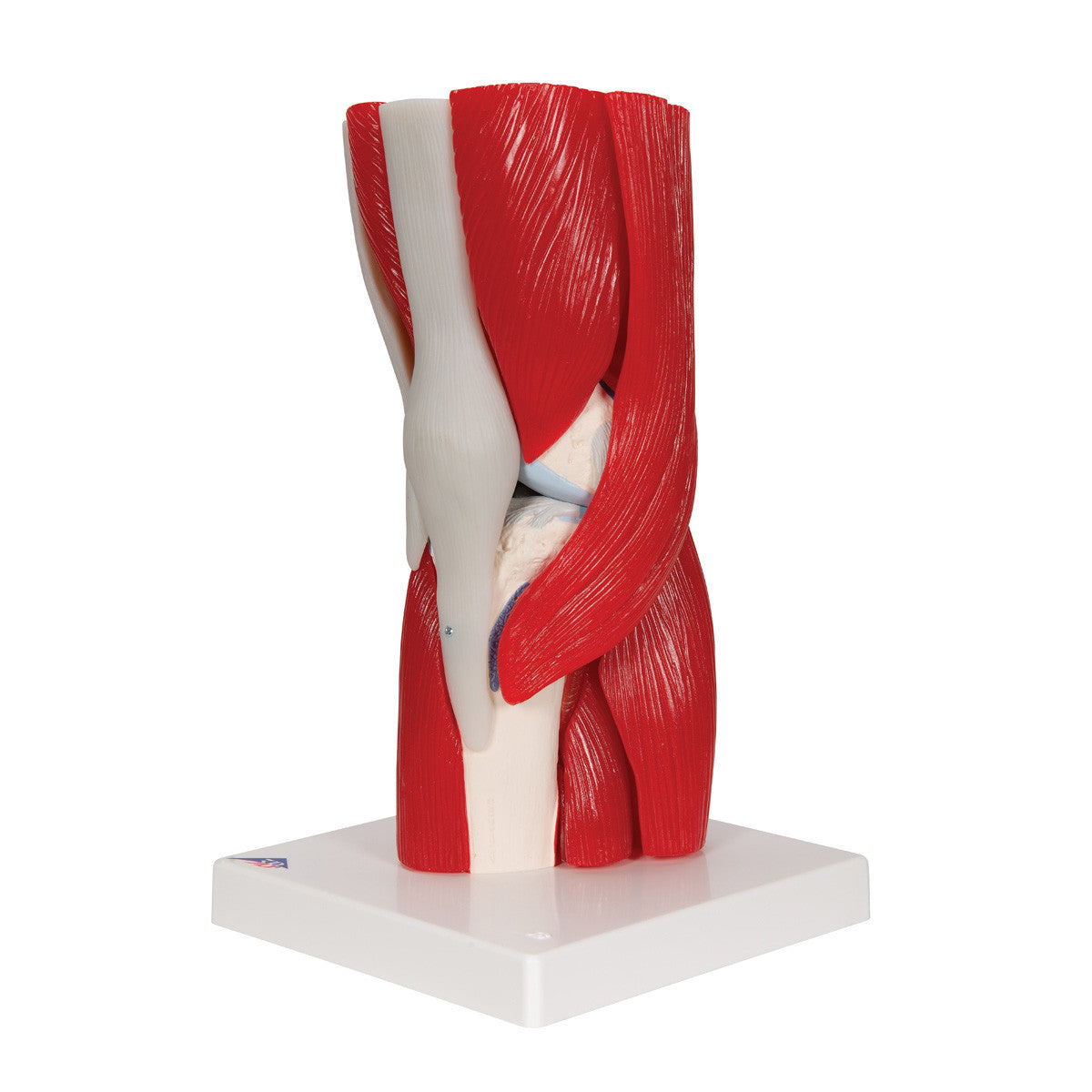 Knee Joint with removable muscles, anterior view | 3B Scientific A882