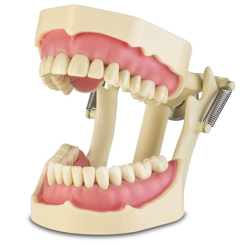 Frasaco ANA-4 28 tooth adult dental model with removable teeth