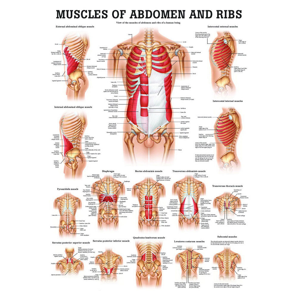 anatomical-chart-muscles-of-abdomen-and-ribs-ch51__63245.1589753307.1280.1280.jpg