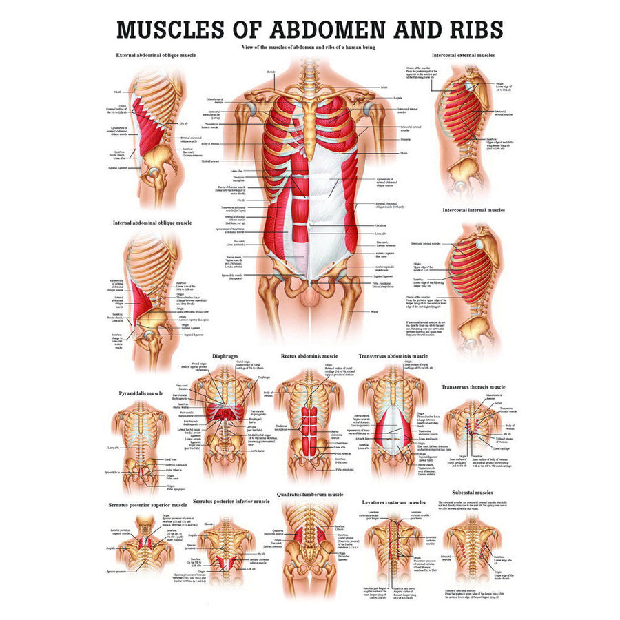 Muscles of the Abdomen and Ribs | Rudiger Anatomie