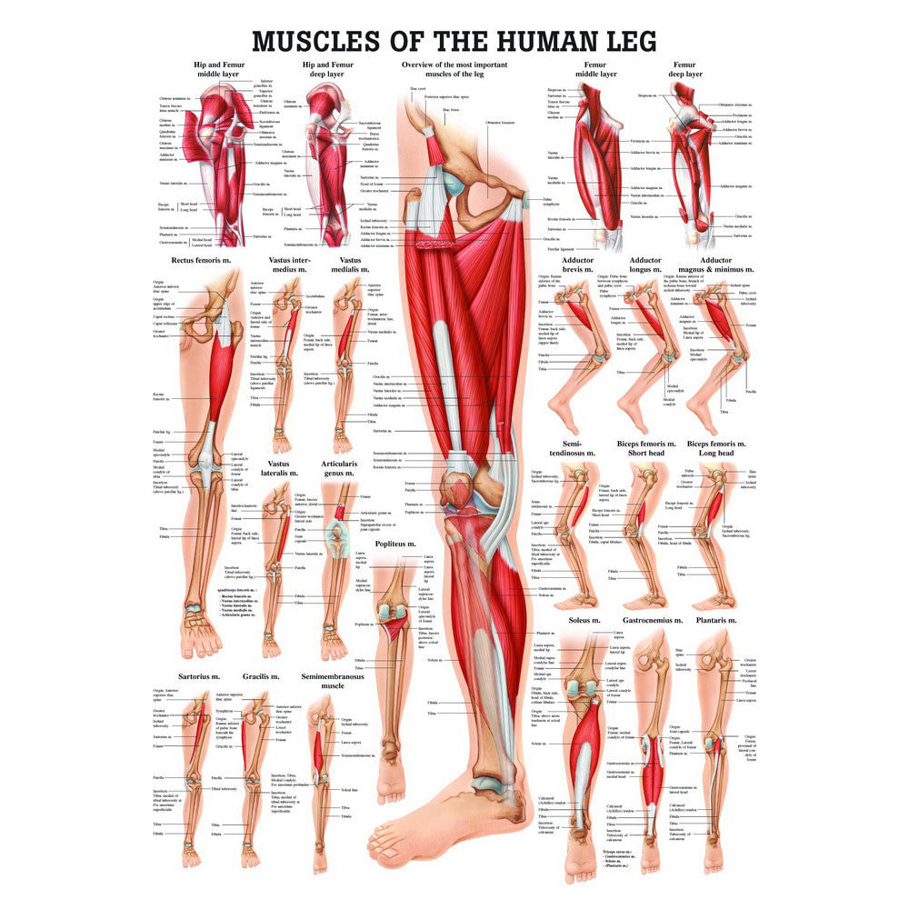 anatomical-chart-muscles-of-the-human-leg-ch56__80780.1589752982.1280.1280.jpg