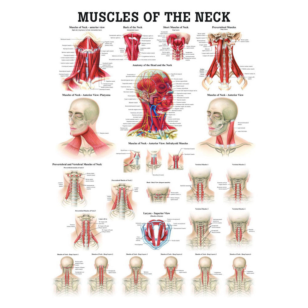 anatomical-chart-muscles-of-the-neck-ch48__25279.1589753414.1280.1280.jpg