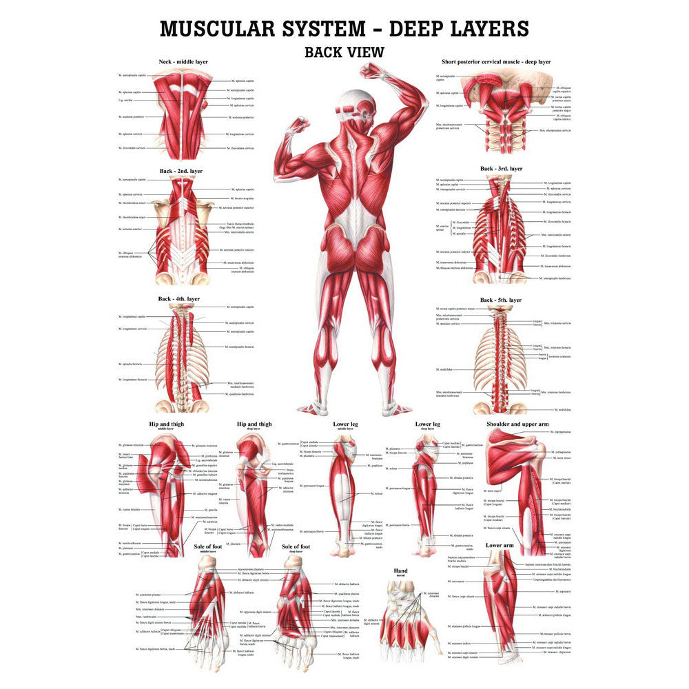 anatomical-chart-muscular-system-deep-layers-back-ch37_1__44811.1589753294.1280.1280.jpg