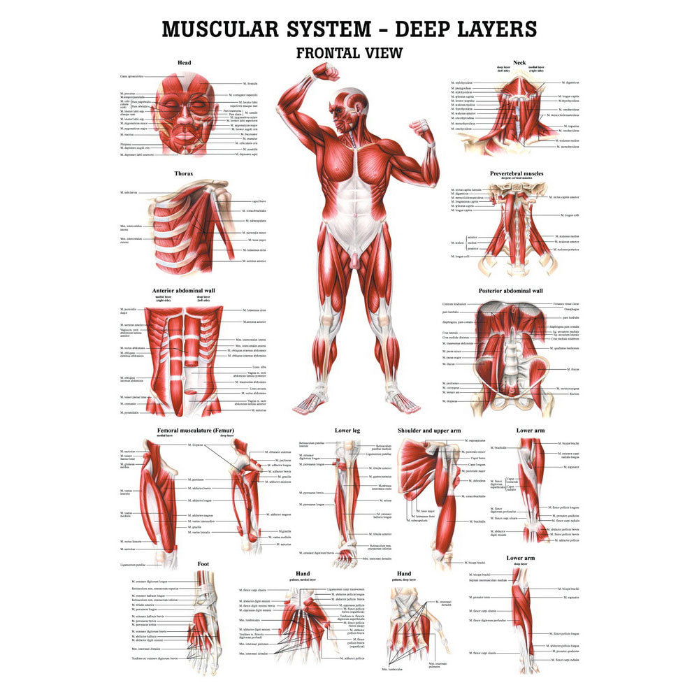 anatomical-chart-muscular-system-deep-layers-front-ch36_1__03249.1589753294.1280.1280.jpg