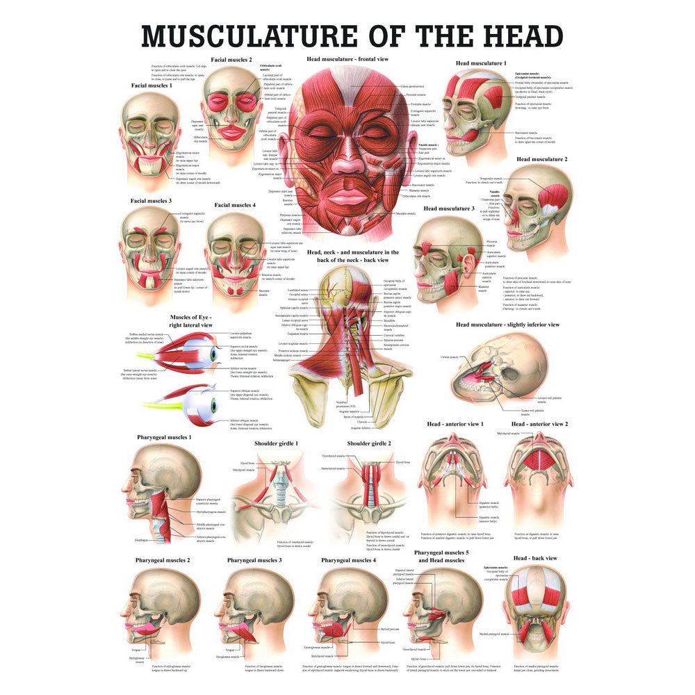 anatomical-chart-musculature-of-the-head-ch47__45969.1589753306.1280.1280.jpg