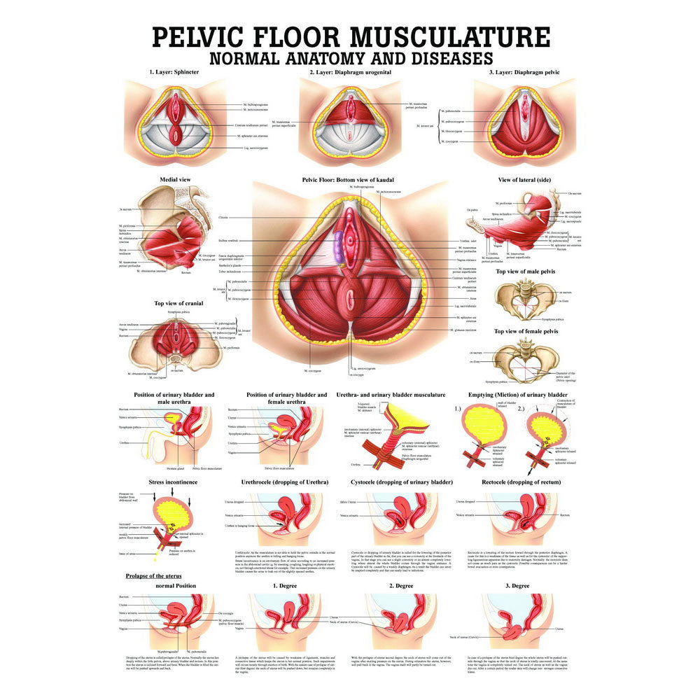 Pelvic Floor Musculature - Normal Anatomy and Diseases - 70cm x 100cm