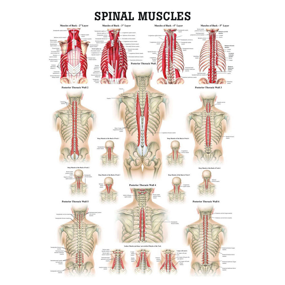 anatomical-chart-spinal-muscles-ch49__07012.1589753089.1280.1280.jpg