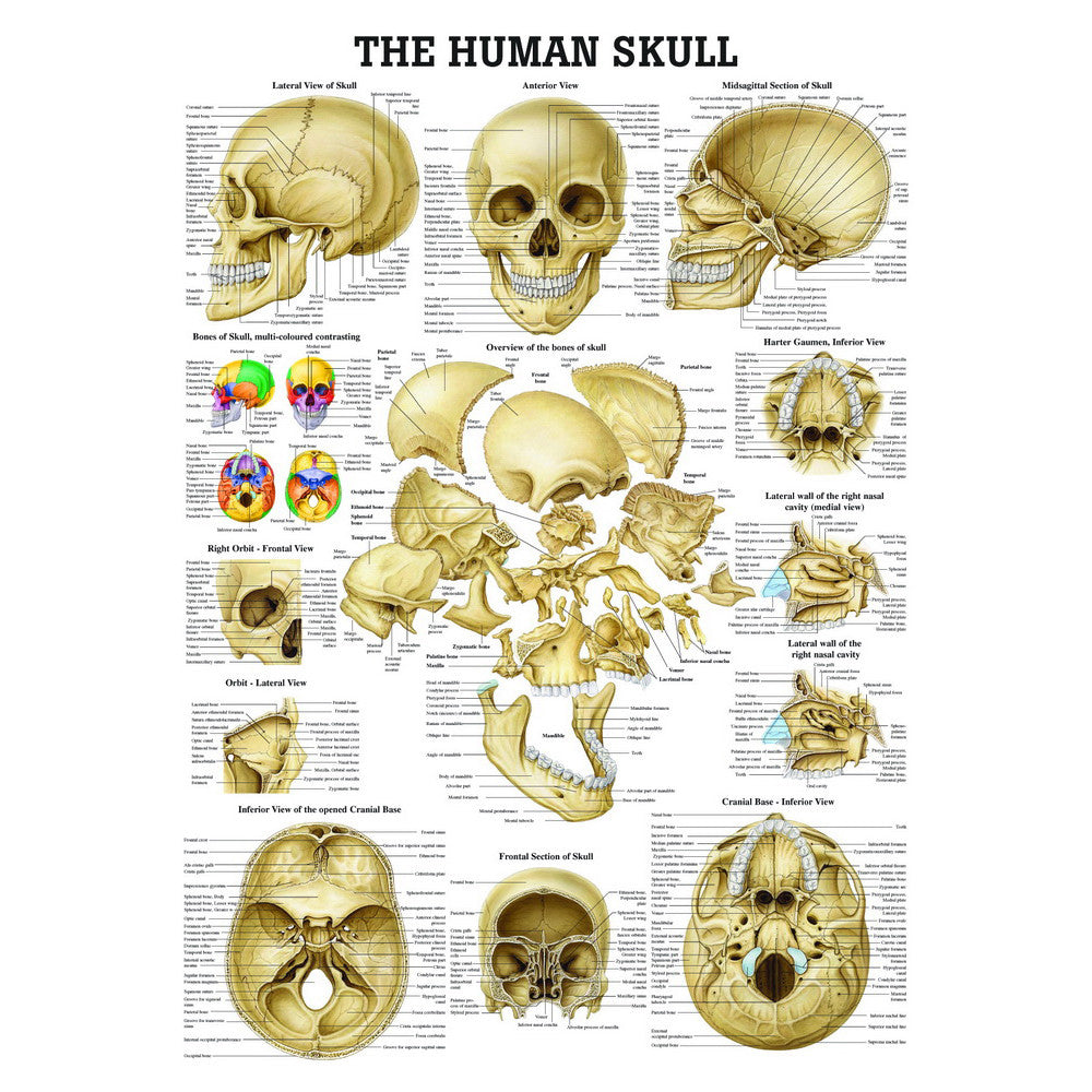 anatomical-chart-the-human-skull-ch58__90203.1589753435.1280.1280.jpg