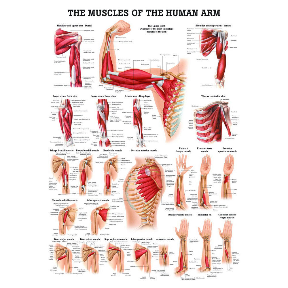 anatomical-chart-the-muscles-of-the-human-arm-ch54__80018.1589752872.1280.1280.jpg