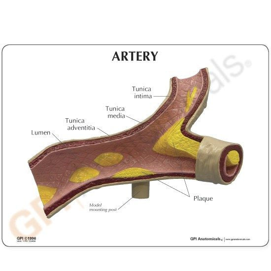 artery-model-2-550x550__04492.1643511676.1280.1280.jpg