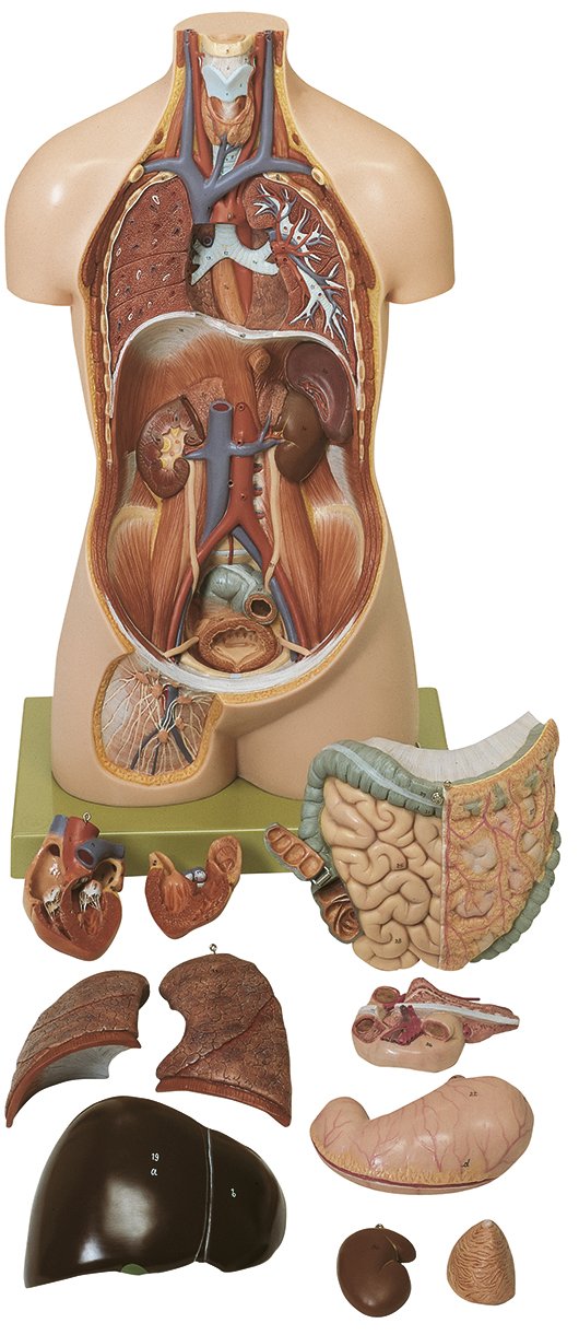 Torso of Young Man without Head, 12 parts