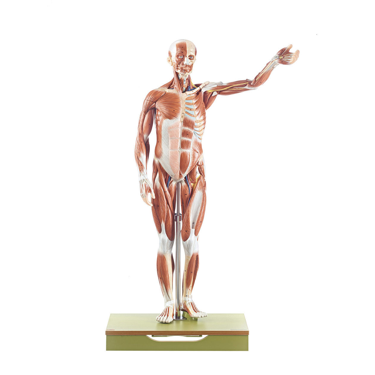 Male Muscle Figure, 1/2 life size Somso As 1/1