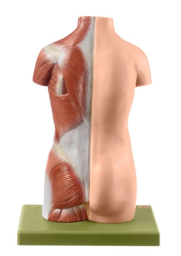 Small Torso of a Young Man without Head