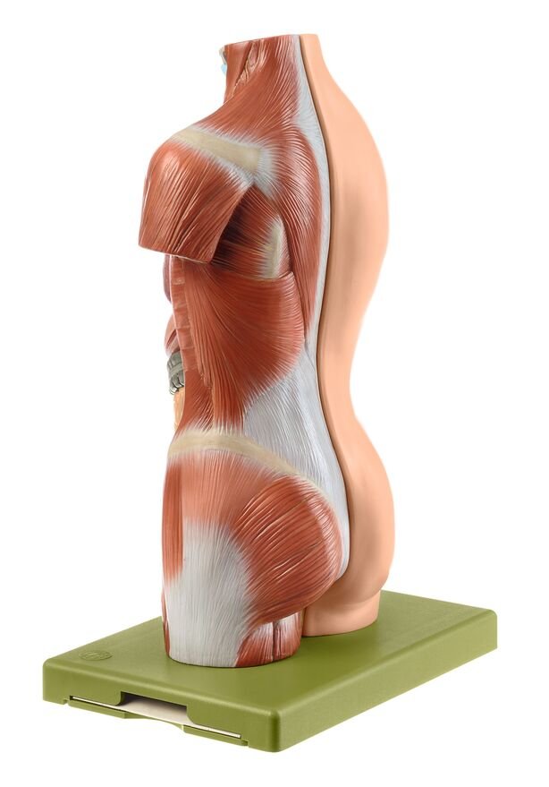 Small Torso of a Young Man without Head