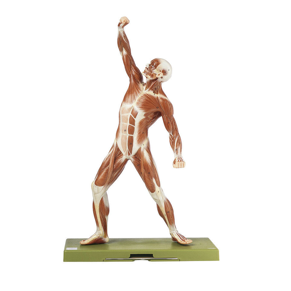 Male Muscle Figure, 1/4 life size Somso As 3