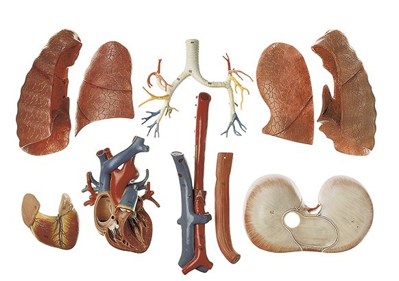 Torso with Head and Interchangeable Male and Female Genitalia, 41 parts