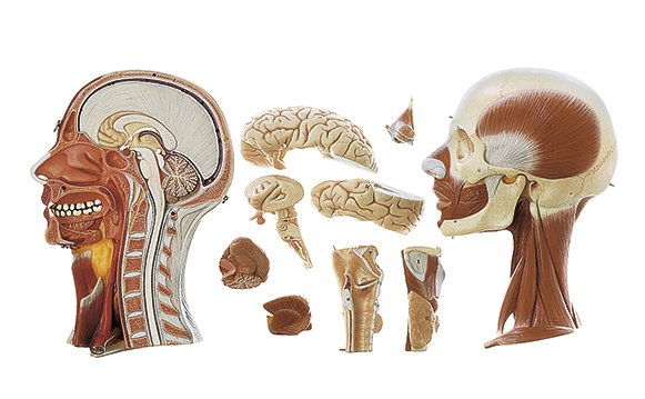 Torso with Head and Interchangeable Male and Female Genitalia, 41 parts