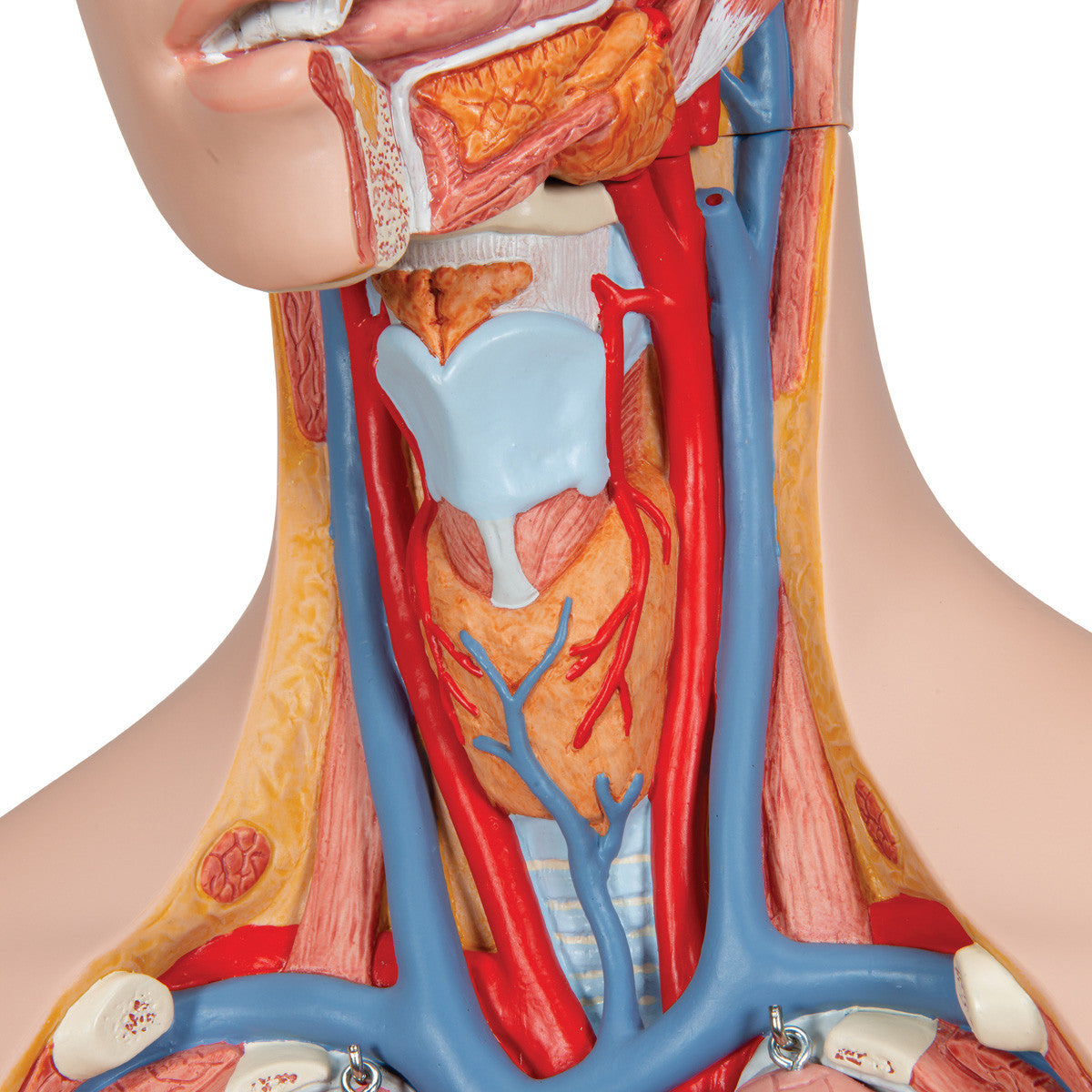 14-Part Unisex Torso - vascular and neck detail