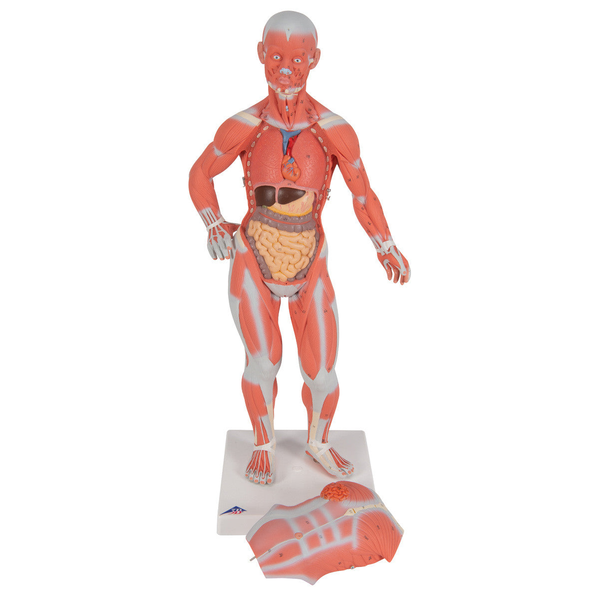 Mini Muscular Figure, 2 parts | 3B Scientific B59