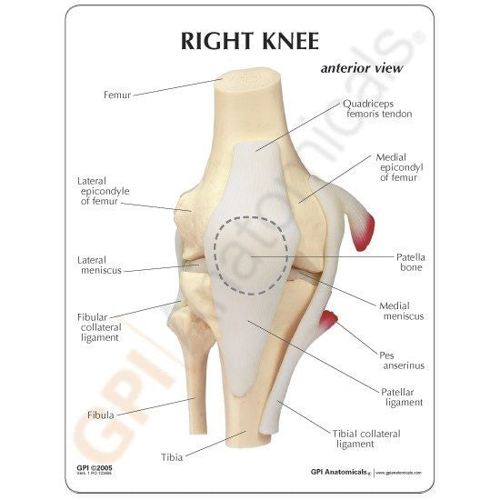 basic-knee-anatomy-550x550__97358.1643511676.1280.1280.jpg