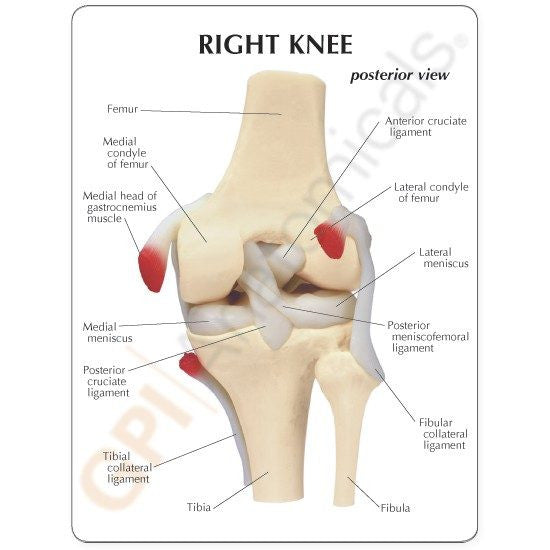 basic-knee-education-card-550x550__71628.1643511676.1280.1280.jpg