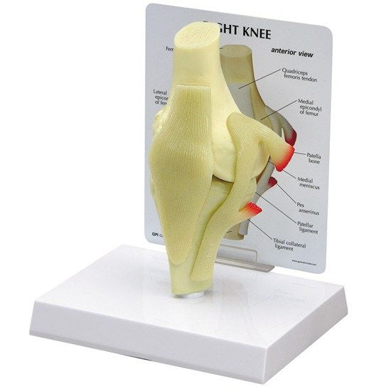 basic-knee-model-550x550__20803.1643511676.1280.1280.jpg