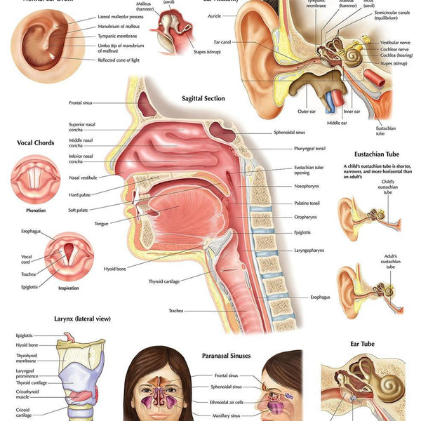 Teeth And Larynx Model Labeled